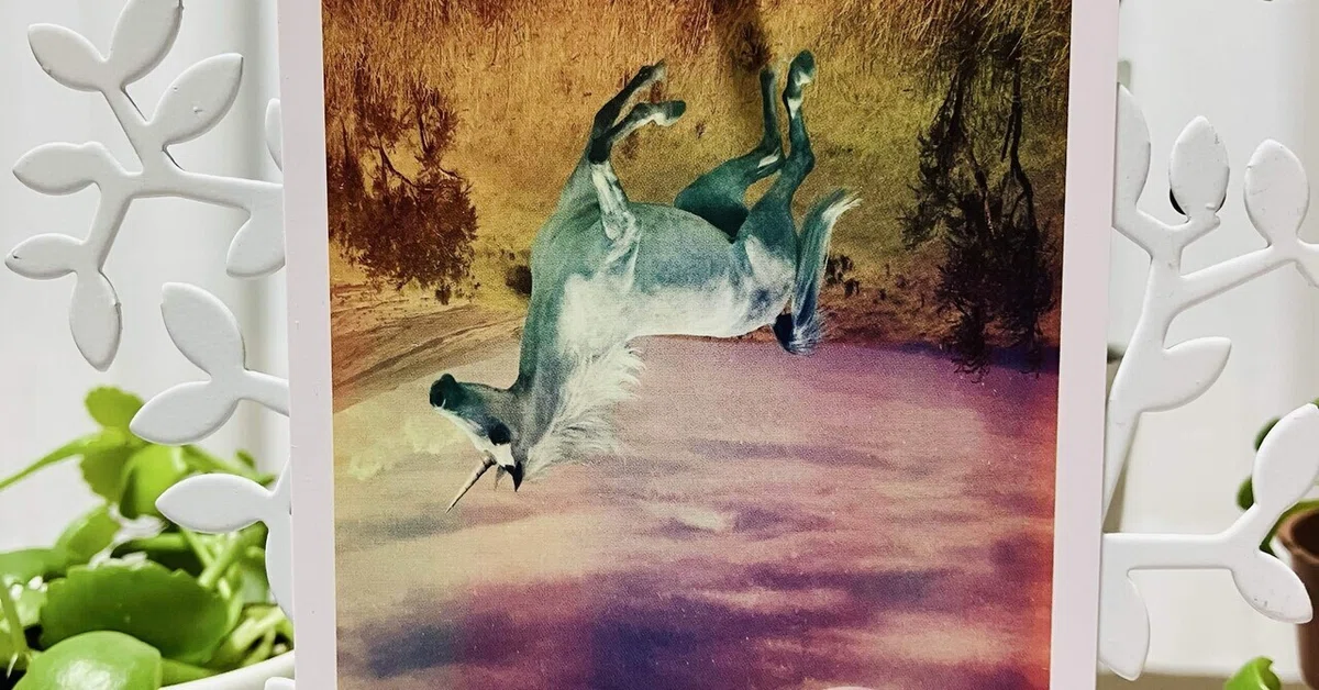 èŠåºãç»å