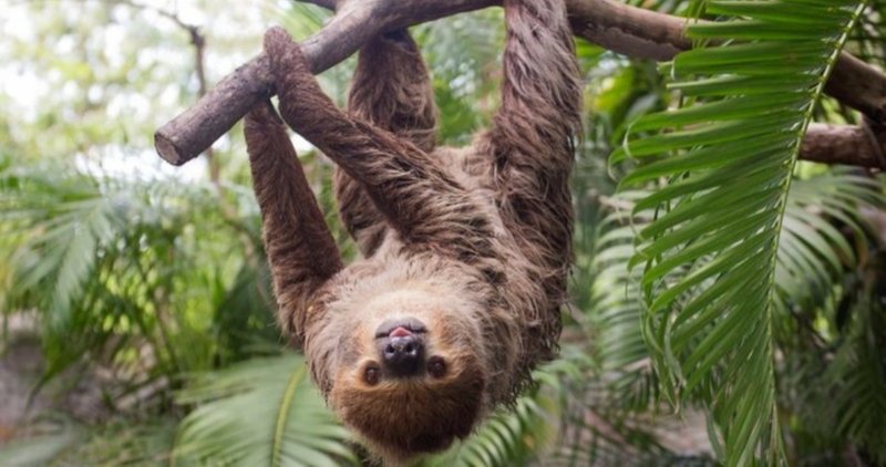 ついにアマゾンのジャングルを探検 というより散策だったお話 haru note