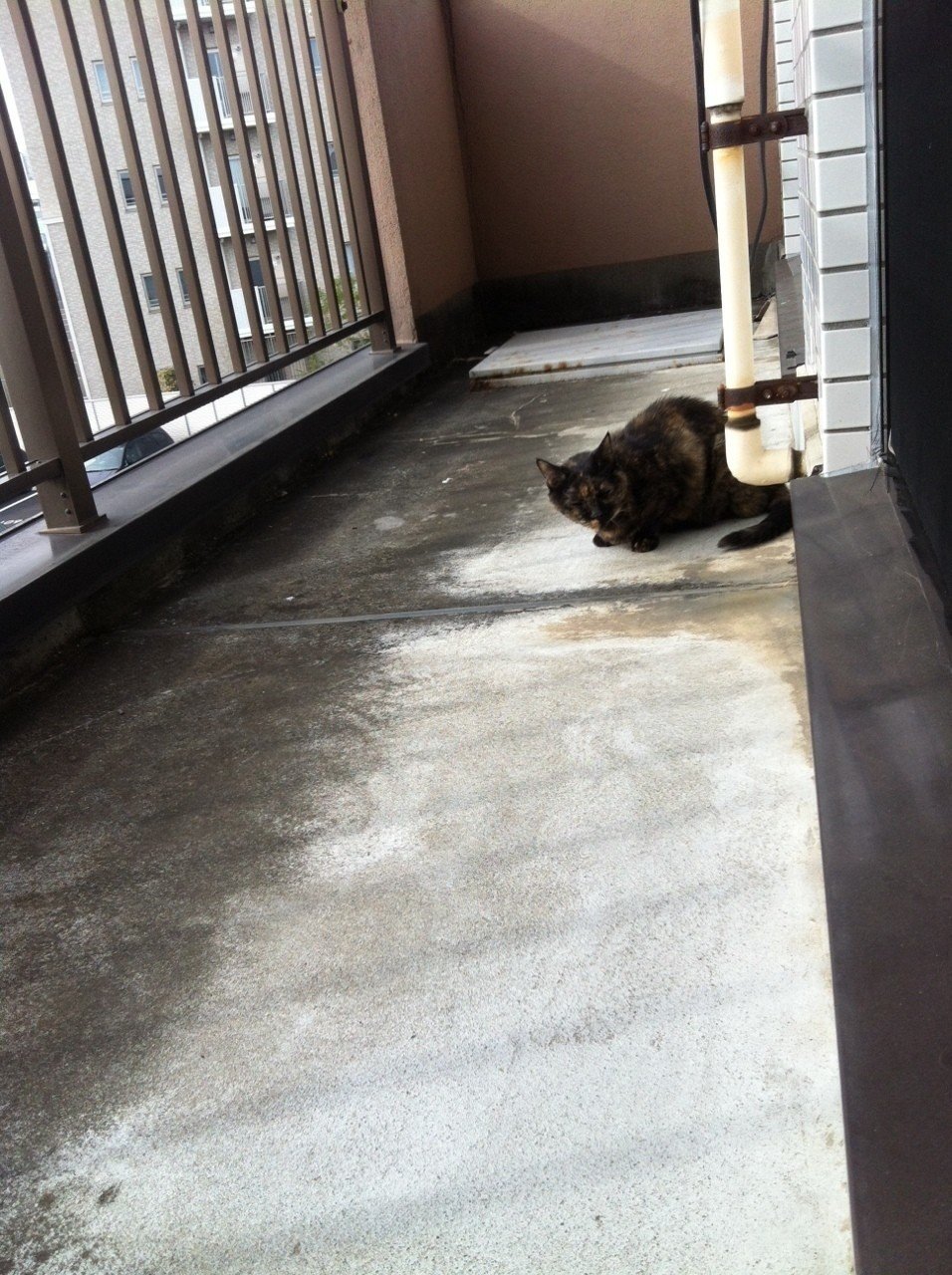 猫が痙攣をした話|竹内佑|note