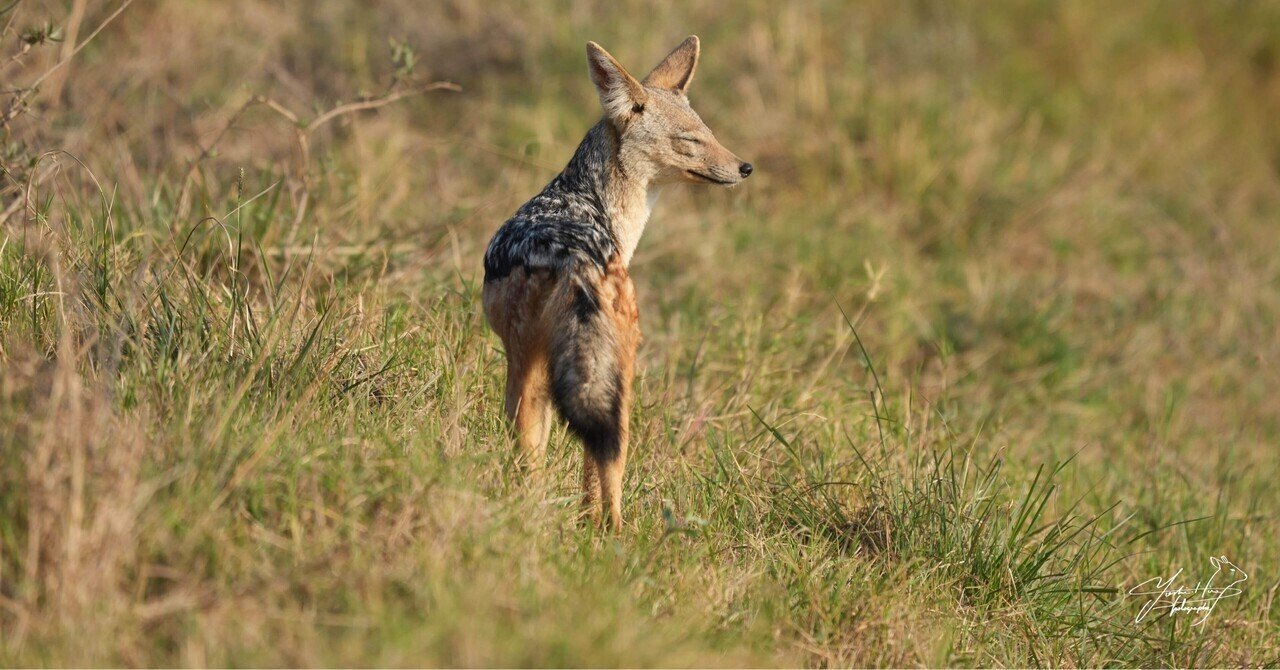 野生動物を撮る獣医学⽣｜“ありのまま”をどう撮るか 【後編