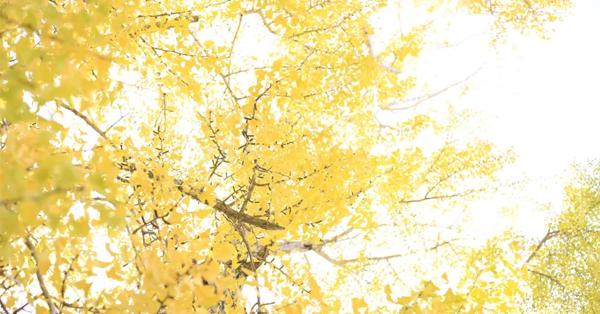 November Goal Setting｜置石源