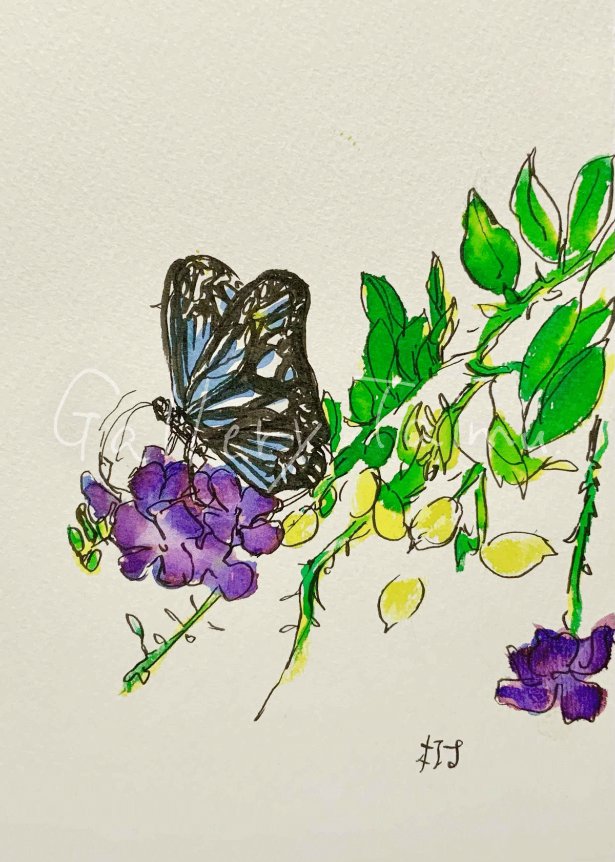 スケッチ 蝶と花｜樹
