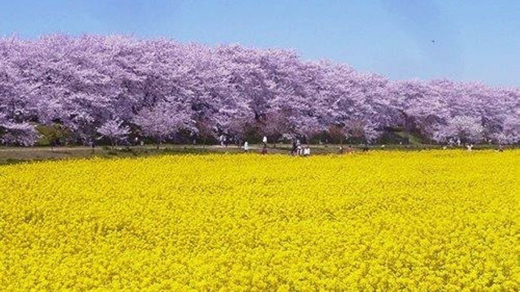 ダライラマ 私たちは 肩を寄せ合って生きています だから この世における私たちの第一の目的は 他人の役に立つことです たとえ 他人の役に立てない者でも 他人を傷つけてはいけません 小野晃司 Onokoji Note