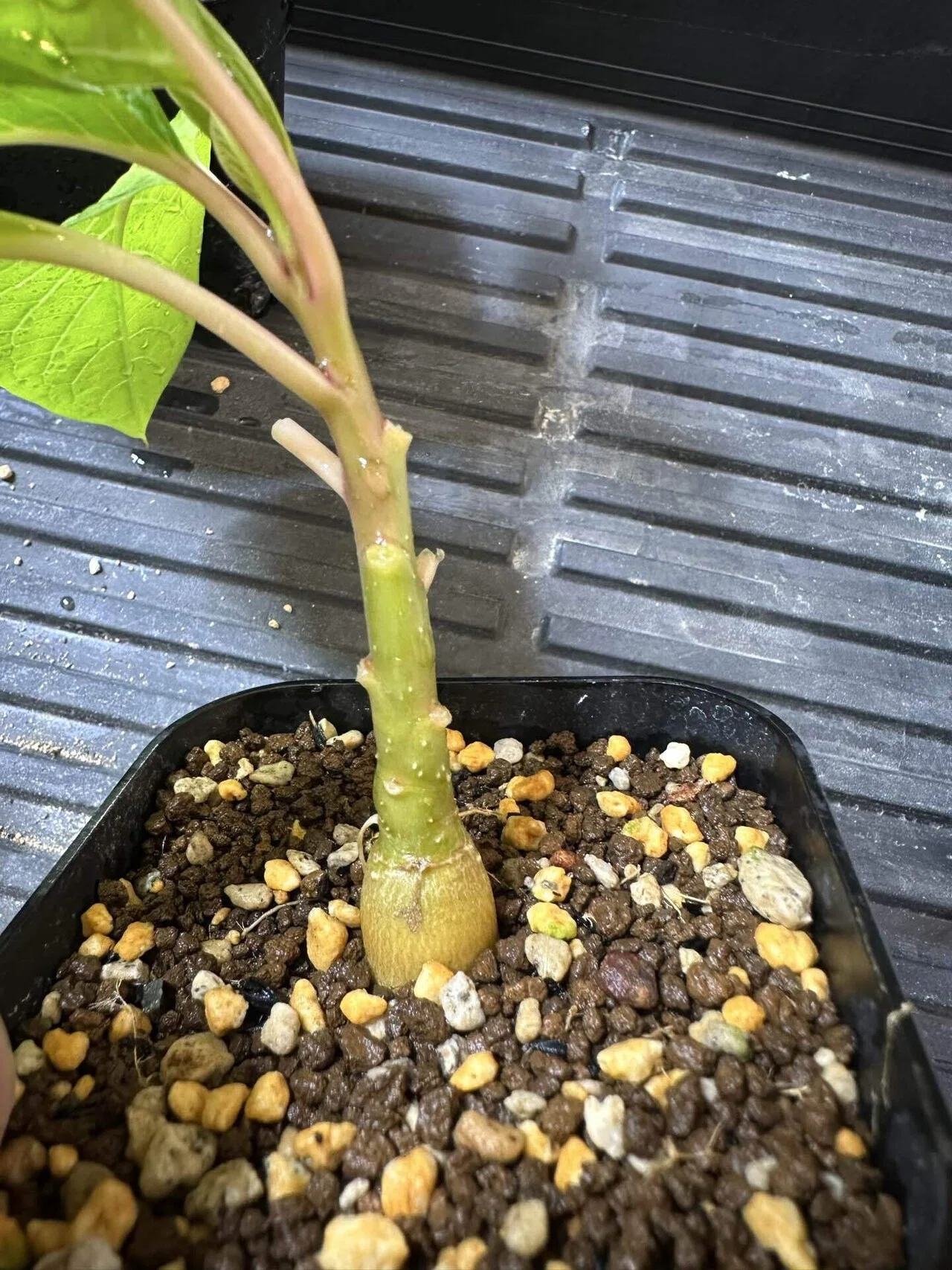 フィトラッカ ディオイカ（オンブー）の実生記録｜発芽から育成まで