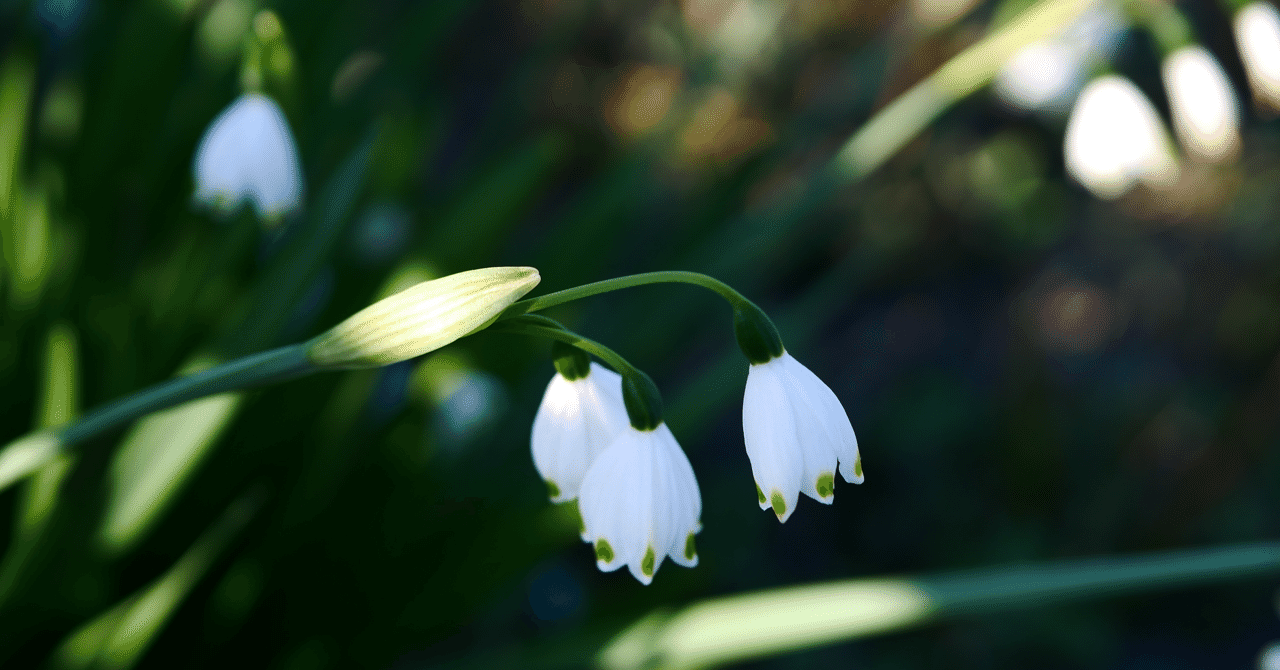 スノーフレーク の新着タグ記事一覧 Note つくる つながる とどける