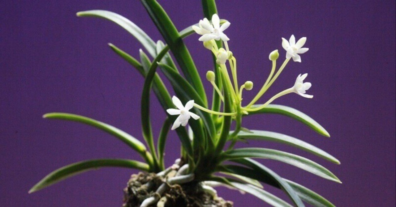 富貴蘭「美鈴」の花｜KJ Morison