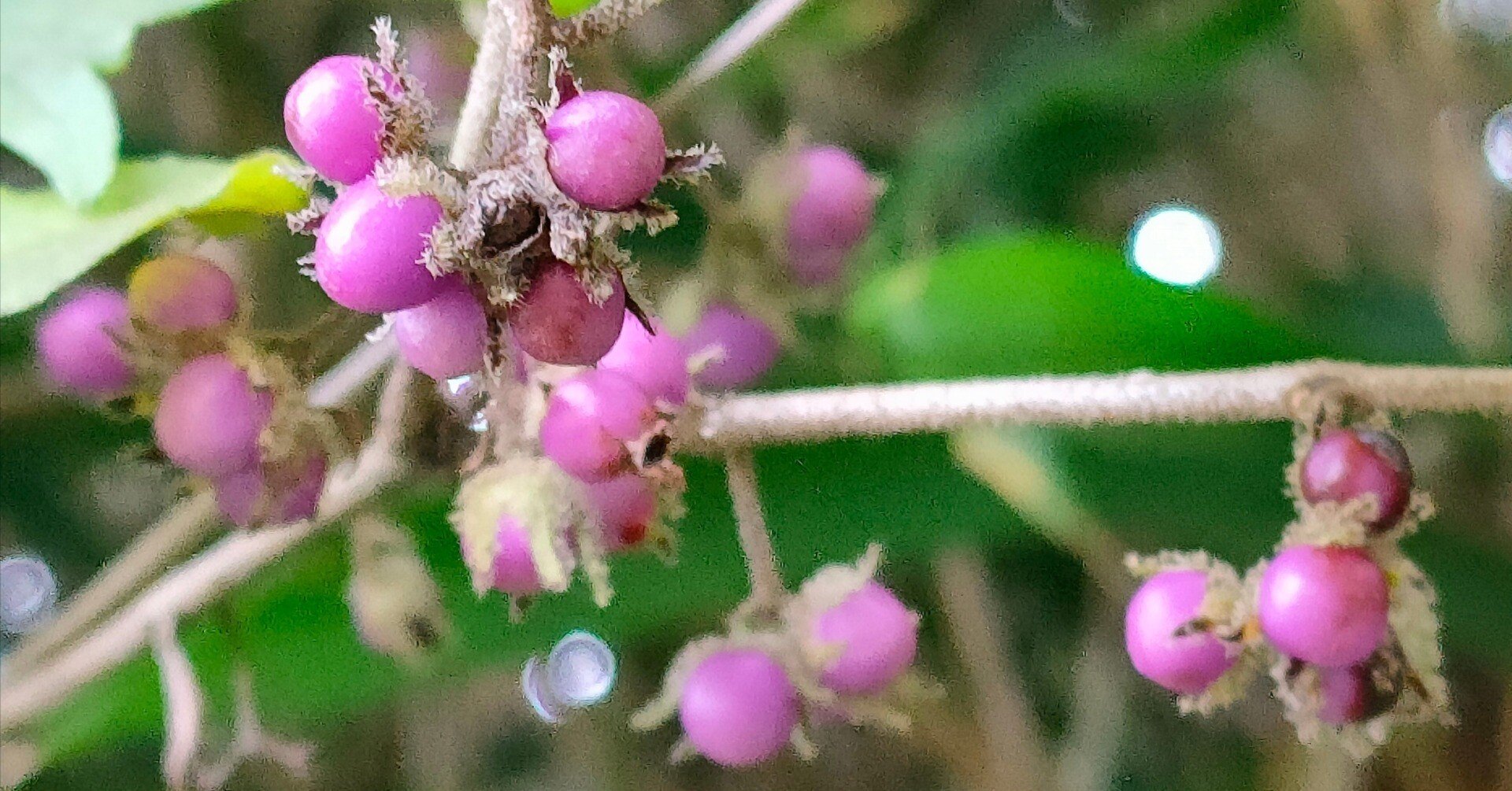 ヤブムラサキ｜月澄狸