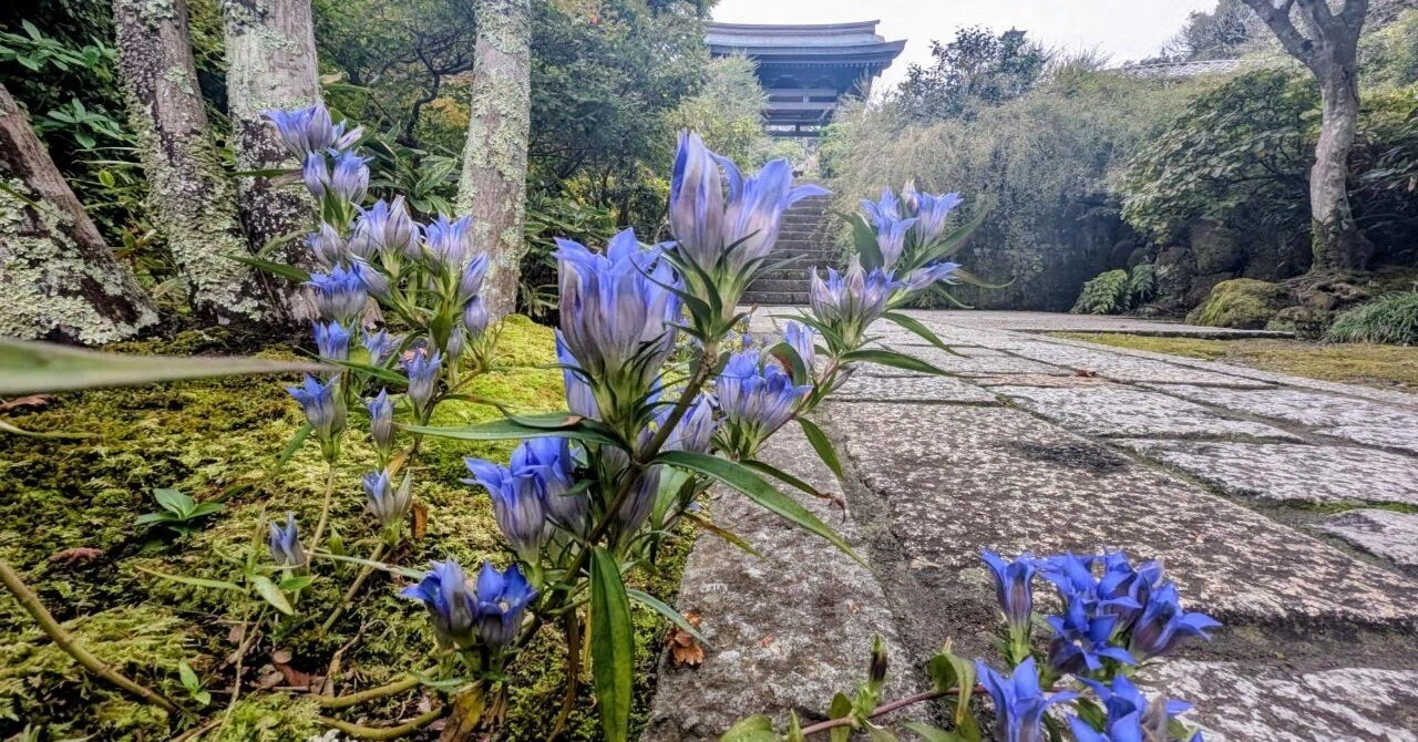 鎌倉・扇ガ谷「海蔵寺の竜胆」【四季折々の花、草木】〈名所編 その71 