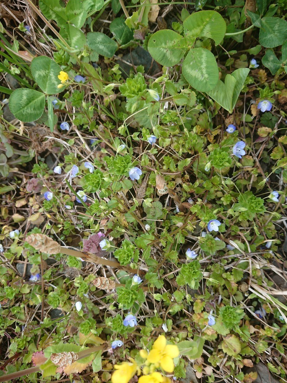 自然界の青い花は珍しい オオイヌノフグリ 花テロ ながさわ かつひろ １１次元 共に生きましょう Note