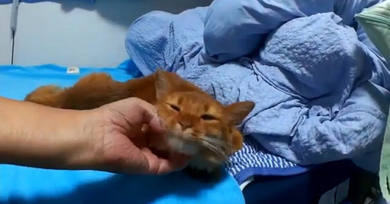 猫ですニャー(03)|チャイナ零弌