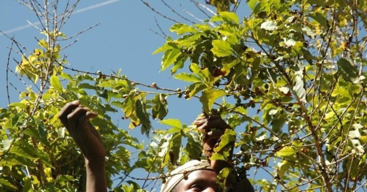 コーヒーのルーツを訪ねて 自家焙煎珈琲屋どんぐりの忘備録 Note