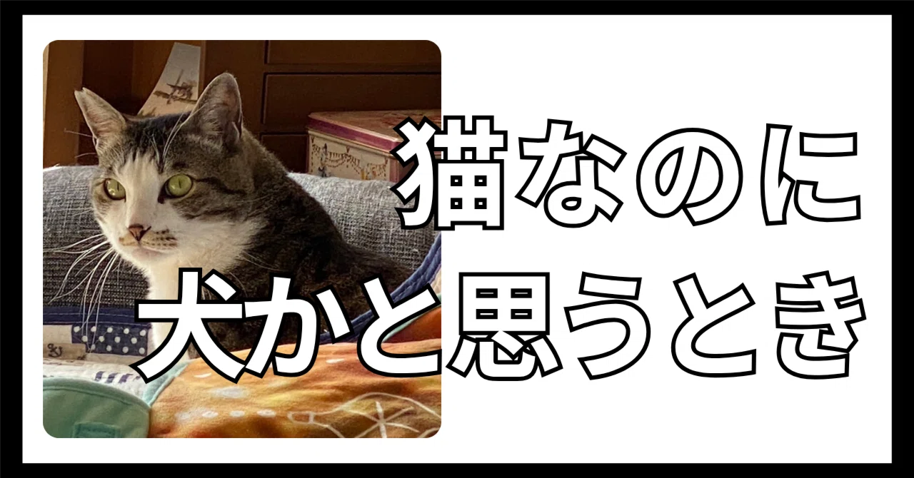 実は犬みたいな猫の習性｜「うちの猫、犬っぽい」と思ったこと 