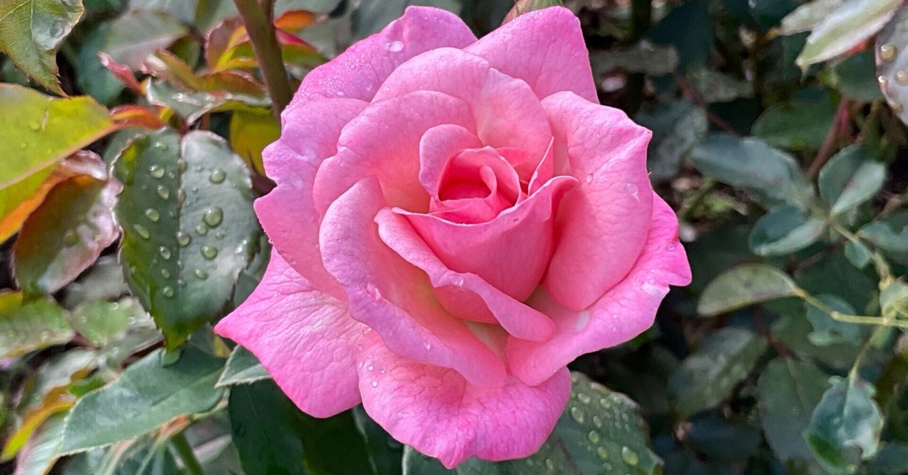 資生堂　バラ園　画像に写っている物で全てになります。 資生堂 バラ園 画像に写っている物で全てになります。