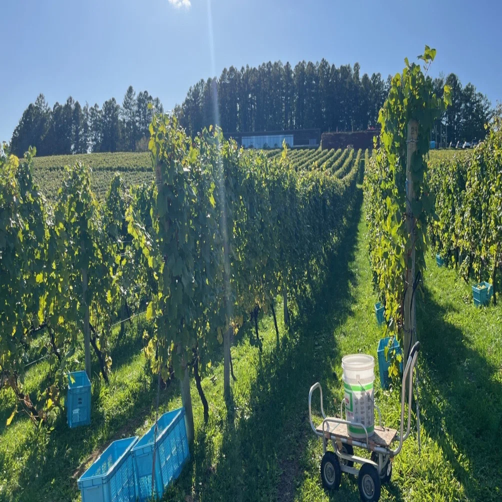 来年に向けてのブドウ樹の準備｜ソムリエが綴る NIKI Hills Wineryの