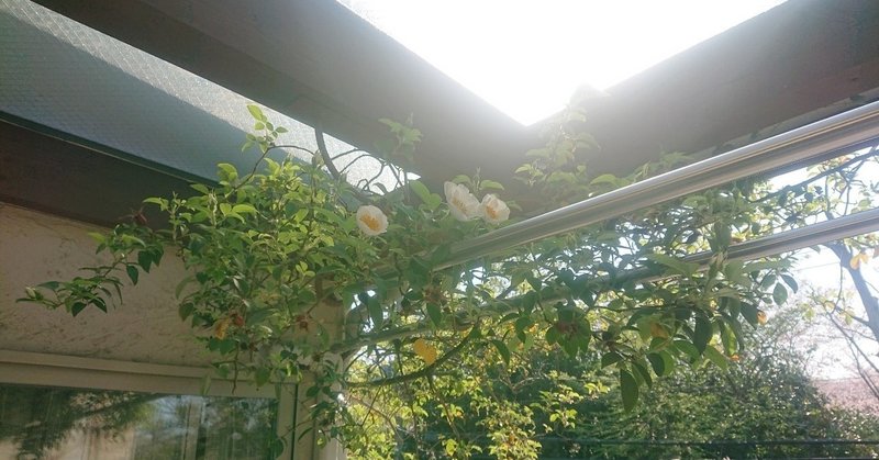 世界一 短い名前 世界旅行 note