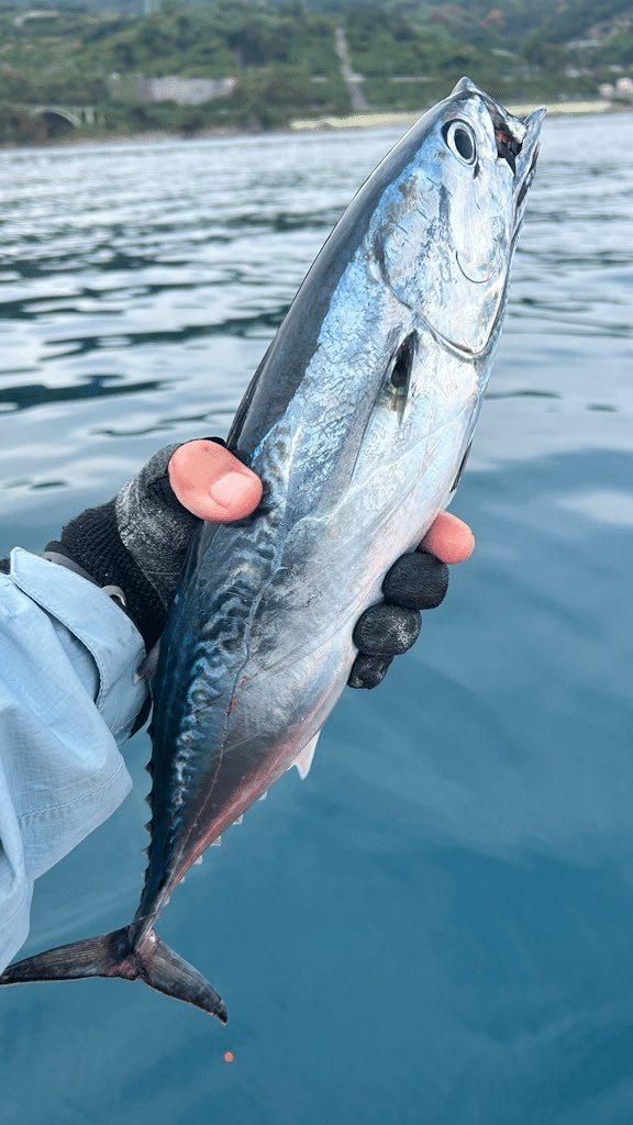 西湘SUPフィッシングでシイラ、カツオなど(2025/11/02)｜裾野キリン