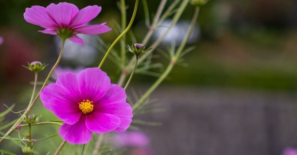 バルナックライカiiifとエルマー5cm f3.5で川辺を散歩する｜両眼