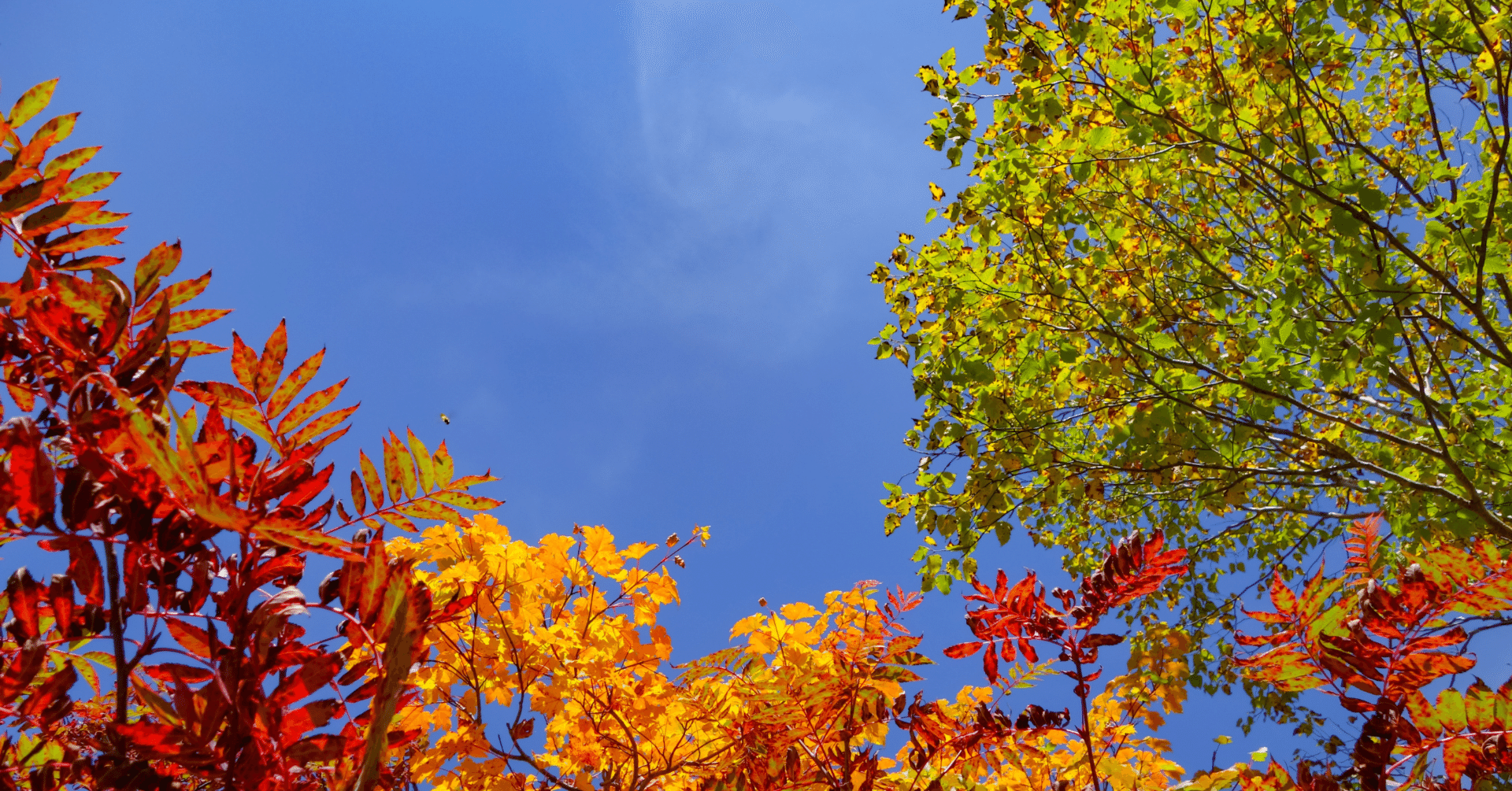 11月２日、メディシノバの本命はがんのＩＲだということを個人も機関投資家も知っている人ばかり、ナスダックでワープ（とんでもなく株価が上がること）すると、 メディシノバを２度と買えない日本人が続出する理由。｜kuronekomarimo