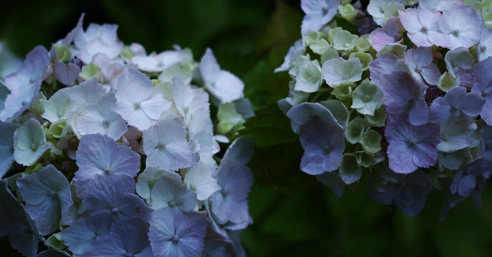 dp2 Quattro STILL | 紫陽花とFoveon｜Ento