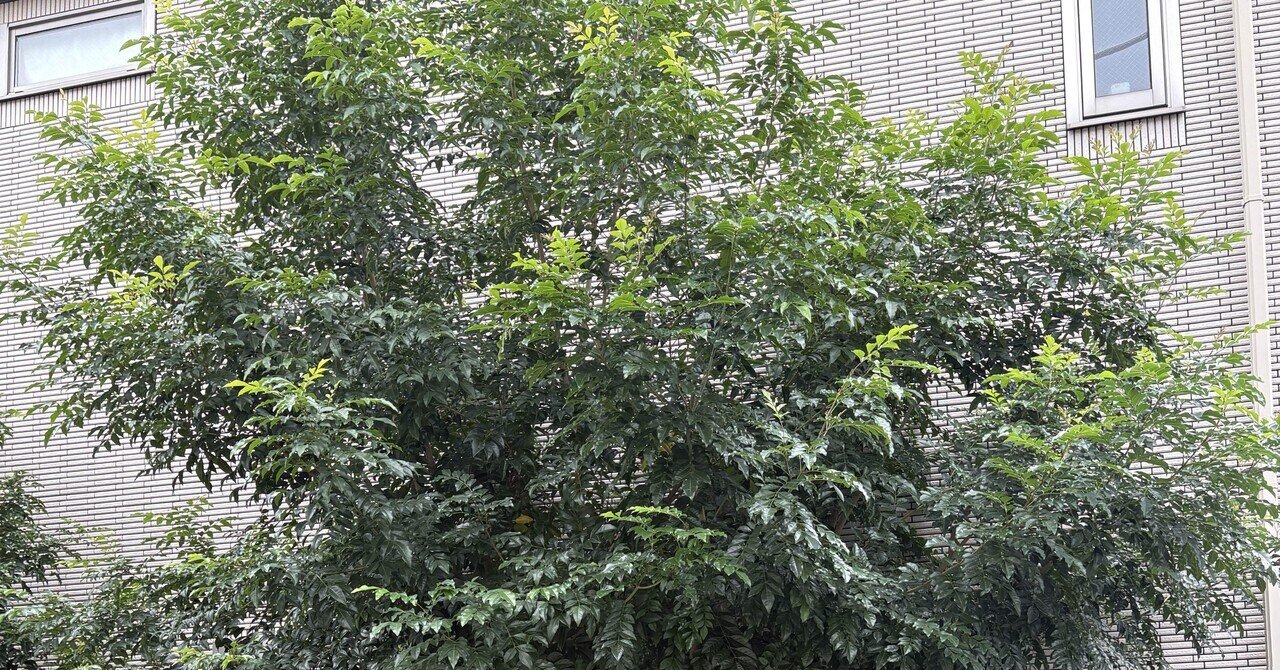 とても強い高木??大きなシマトネリコの木 シマトネリコの特徴と魅力