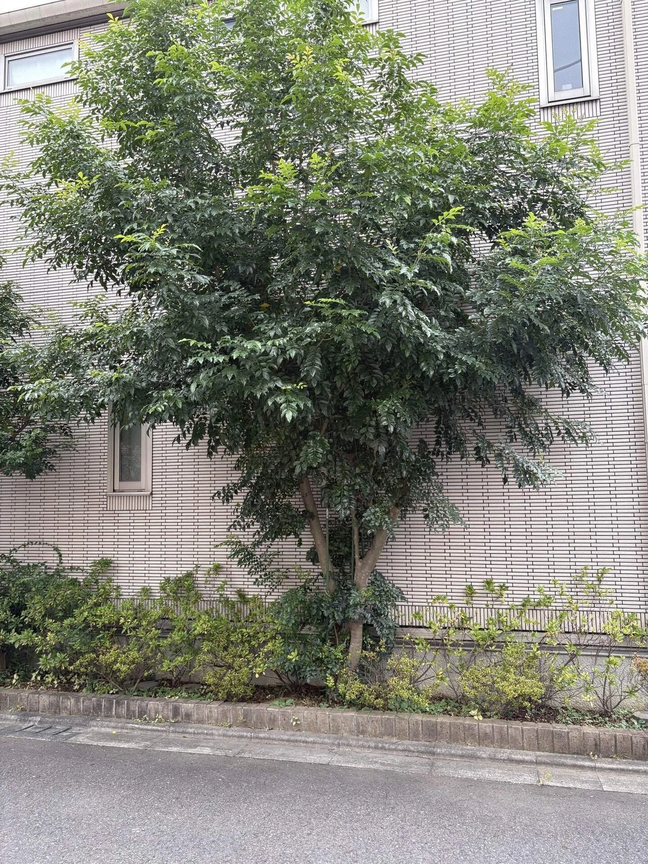シマトネリコ伐採作業｜家の近くに植えた木が大きくなりすぎたときの 