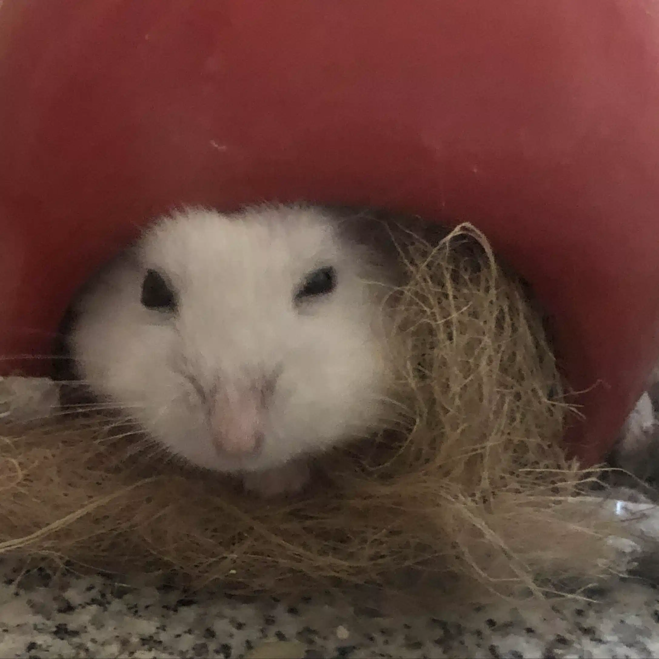 さと