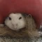 さと