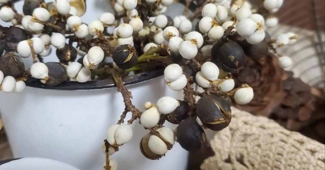 早期予約2025.。ナンキンハゼ。ナンキンハゼの実。素材パーツ。弾け始めました 早期予約2025.。ナンキンハゼ。ナンキンハゼの実。素材パーツ。弾け