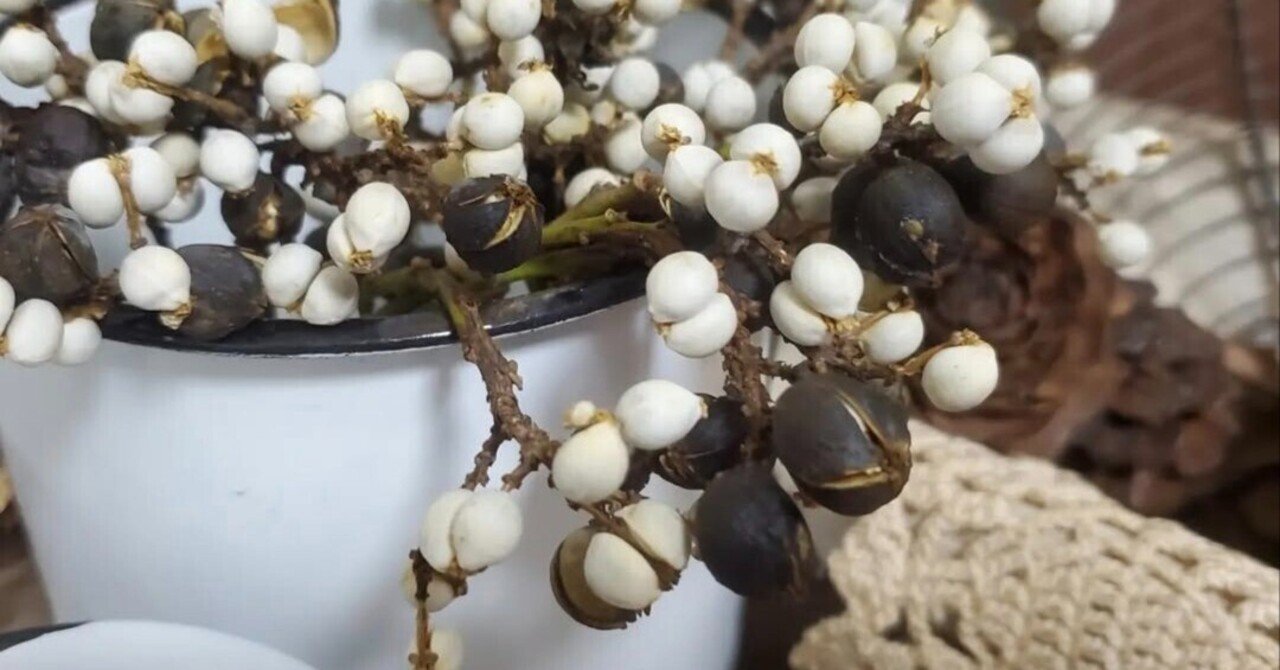 早期予約2025.。ナンキンハゼ。ナンキンハゼの実。素材パーツ。弾け始めました 早期予約2025.。ナンキンハゼ。ナンキンハゼの実。素材パーツ。弾け