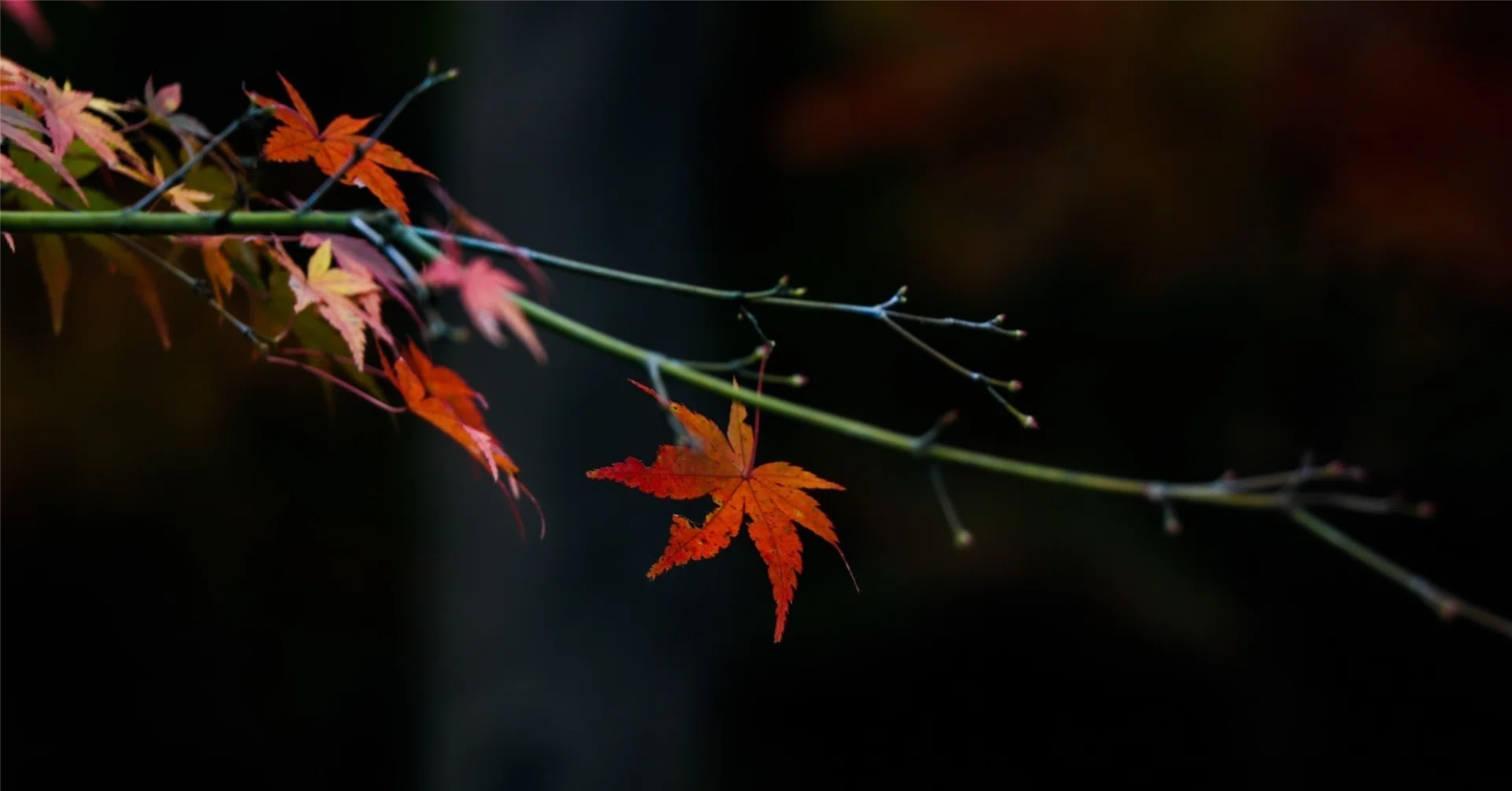 禅語の前後：霜葉紅於二月花（そうよう は にがつの はなより くれない