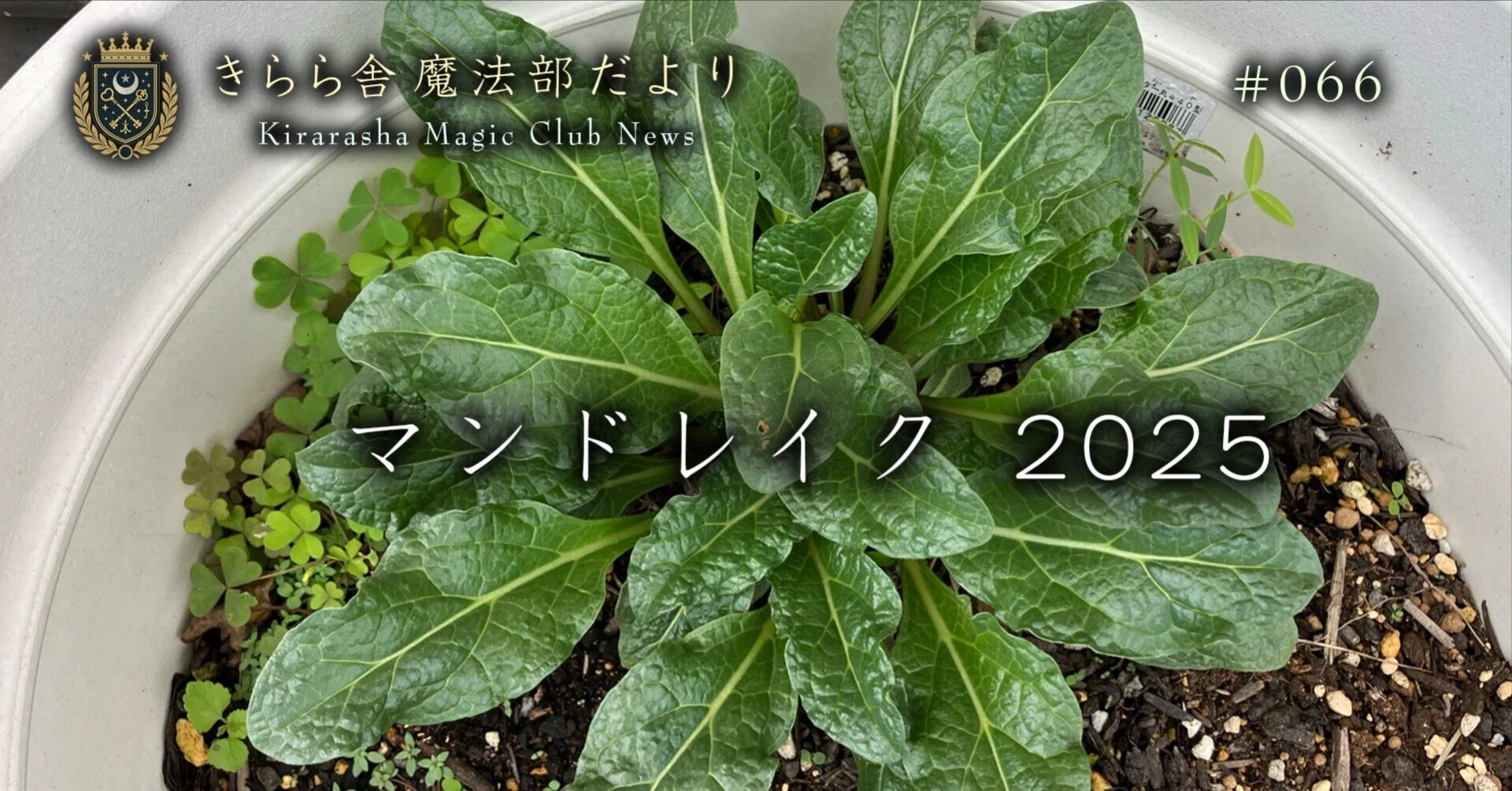 マンドレイクtype３ マンドレイク 2025｜さとうかよこ（きらら舎）