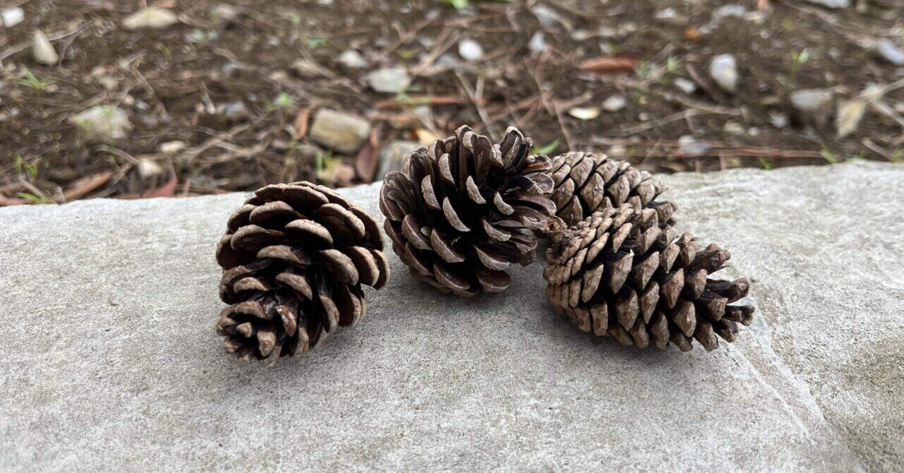 白樺の木 | Soul of Siberia｜ソウルオブシベリア｜Soul of Siberia