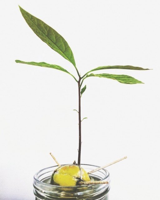 週末投稿 つれづれ有用植物 27 クスノキ科 ワニナシ属 アボカド Pingubanana Note