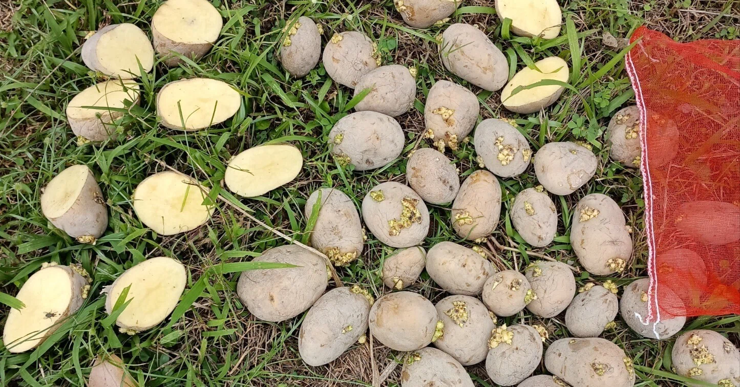 The day I planted potatoes｜ニモ菜園