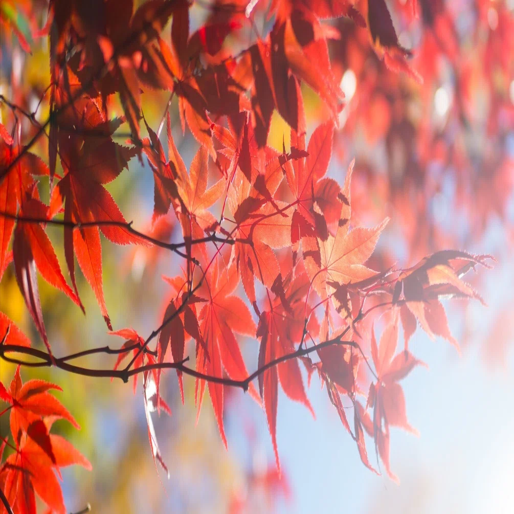 紅葉☆ 紅葉を探しに | M.Zuiko 12-200mmほか｜ひの