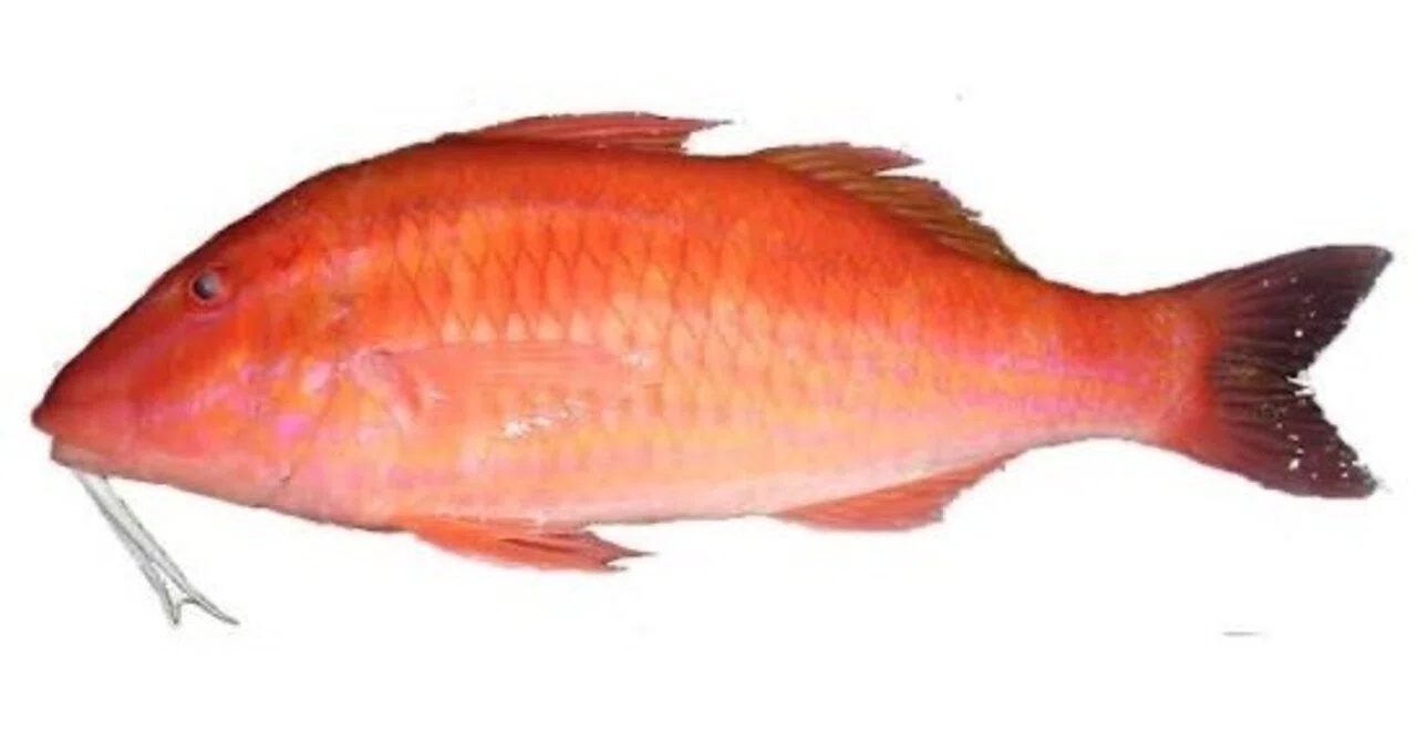 5 Charms of the Dash-and-Dot Goatfish｜ラブちん