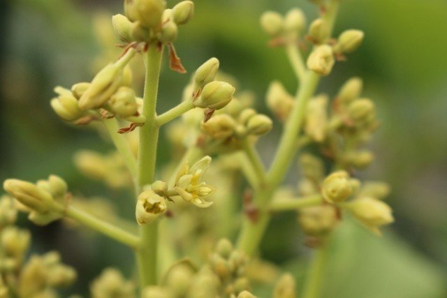 週末投稿 つれづれ有用植物 27 クスノキ科 ワニナシ属 アボカド Pingubanana Note