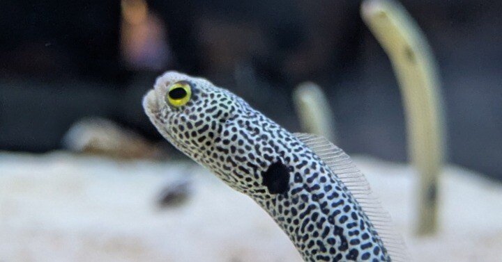 チンアナゴ祭り｜紗海(サク)