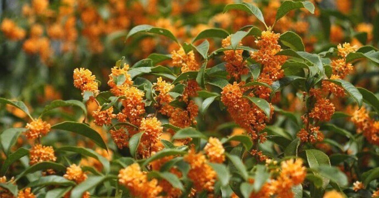 花便り＞金木犀｜清愁