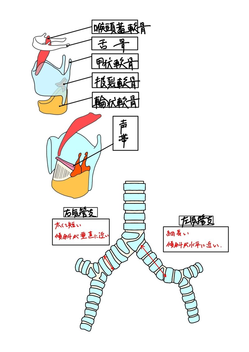 解剖学 呼吸器系 咽頭 喉頭 気管 やまだこううき Note 解剖学 呼吸器系 咽頭 喉頭 気管 やまだこううき Note