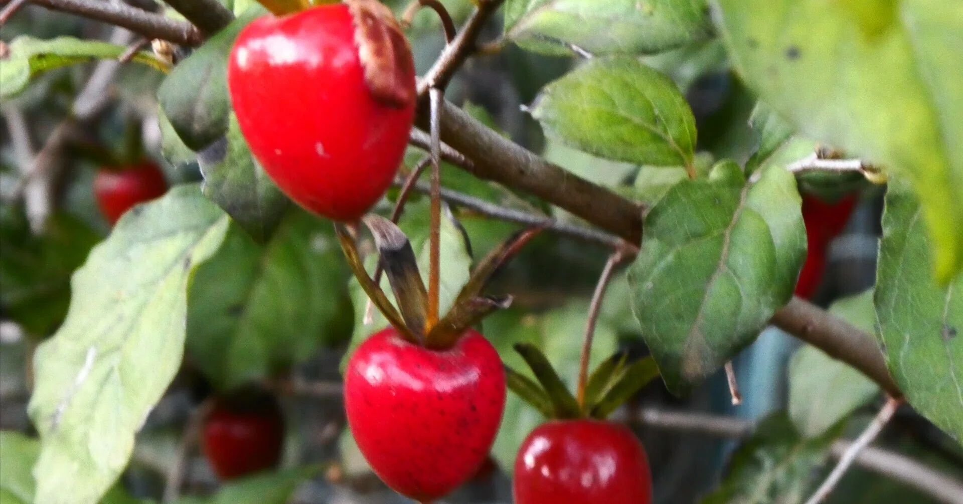 November's 'Appearance of Satoniwa Fruit Trees'｜神保賢一路の