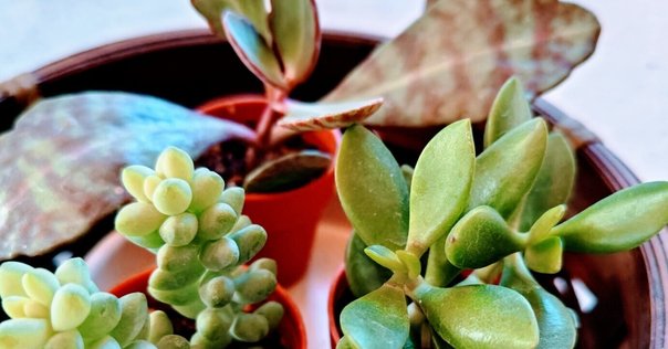 グランマルニエ　ホワイトフォリッジ DYCKIA グランマルニエ ホワイトフォリッジ 抜き苗 ディッキア