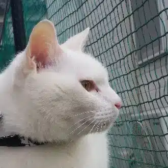とむとむ