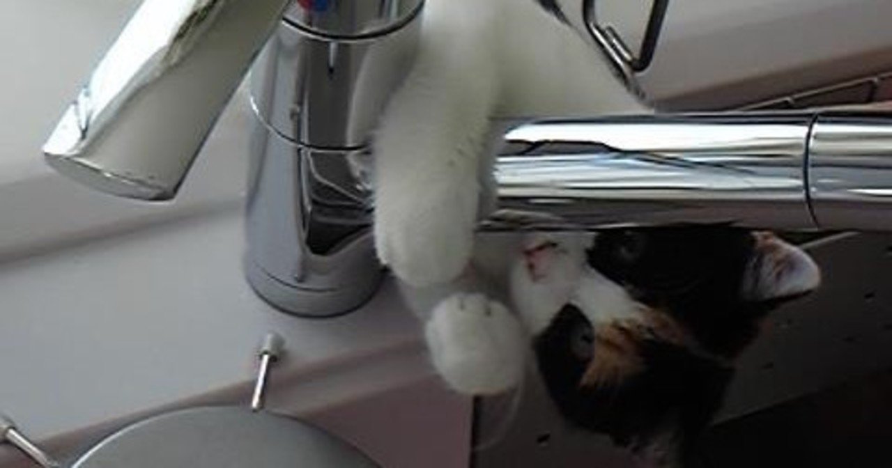 猫の備忘録 読む猫 Note