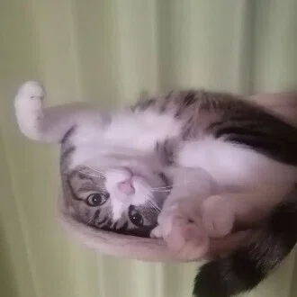 作家 よっしー