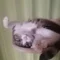作家 よっしー