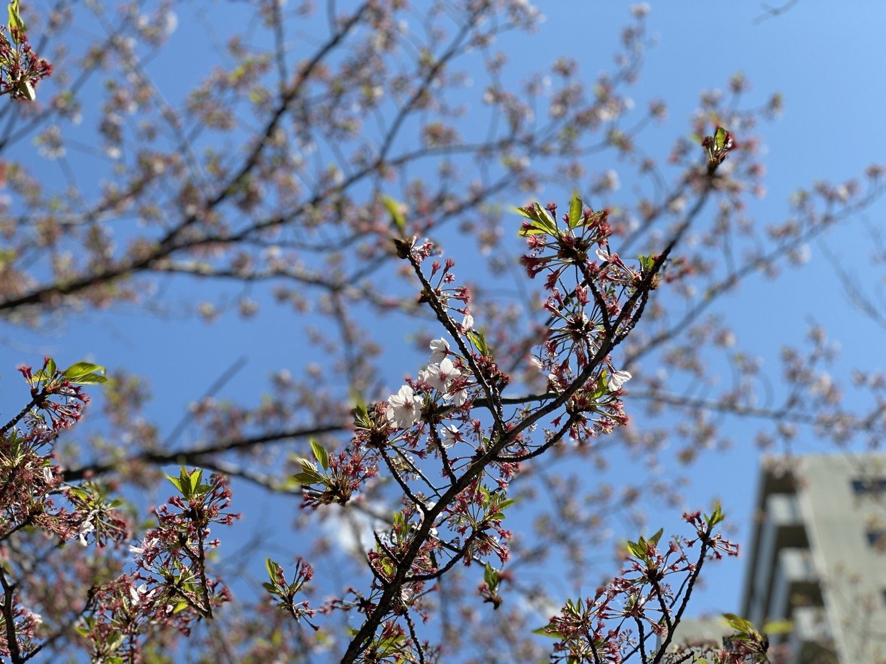 葉桜もオツです 村木藤志郎 Note