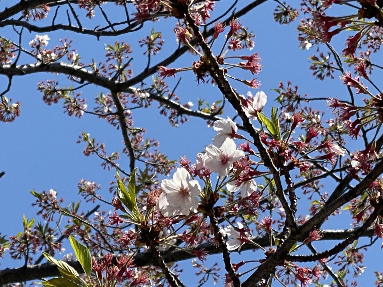 葉桜もオツです 村木藤志郎 Note