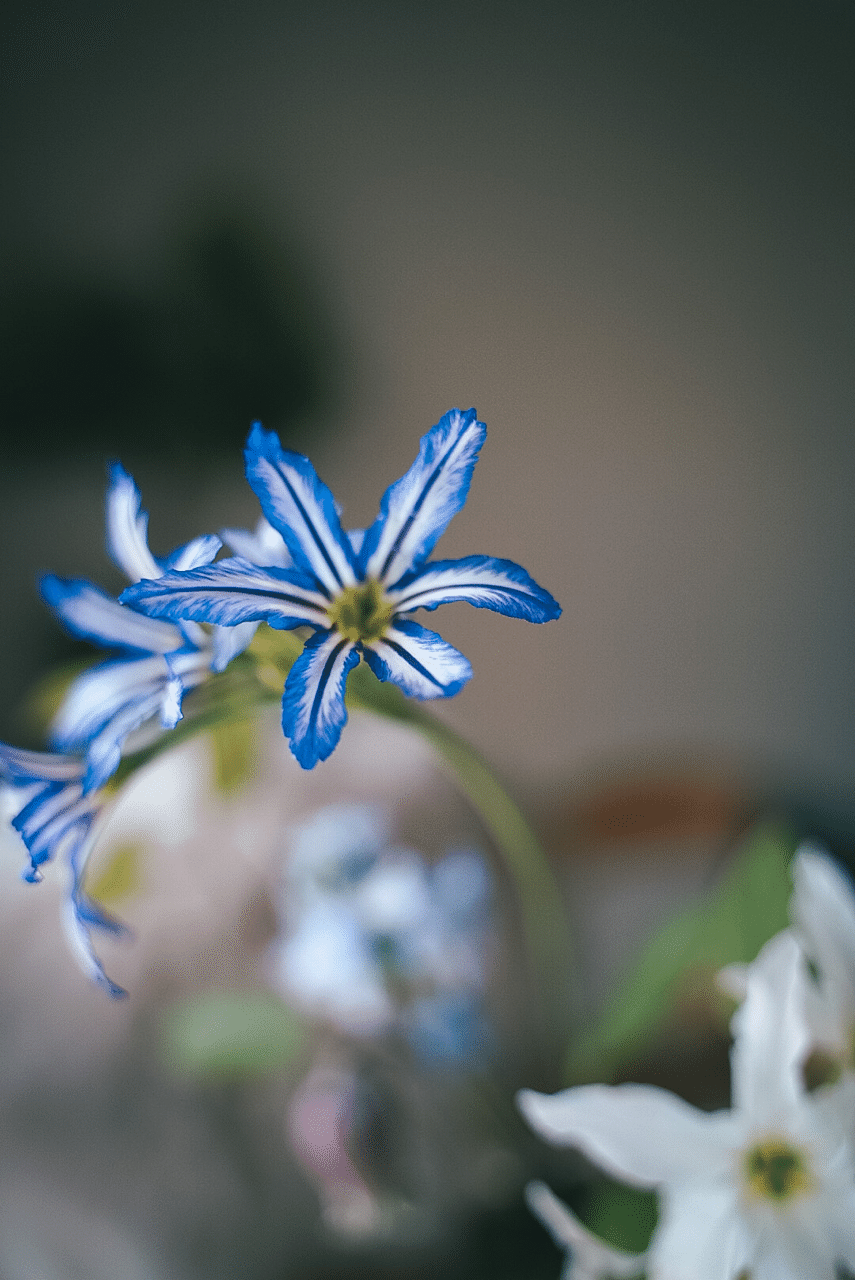 今月の花 精神の美 Minamiyan Note 今月の花 精神の美 Minamiyan Note
