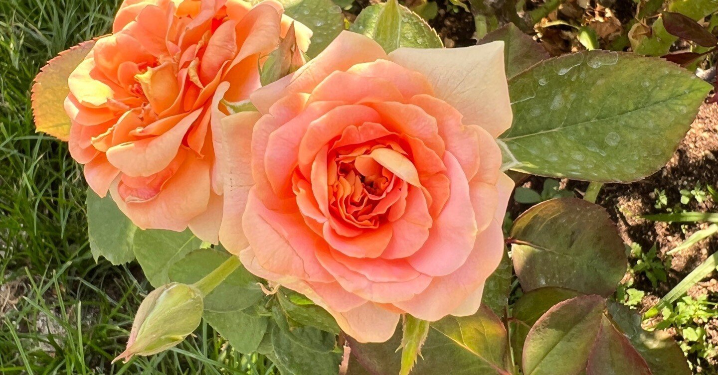 🇺🇸ブラス・バンド（Brass Band）🌹中之島バラ園｜ぱぽにゃん🌹薔薇を